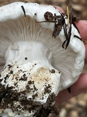 Hygrophorus ponderatus