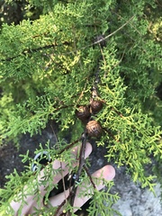Cupressus goveniana