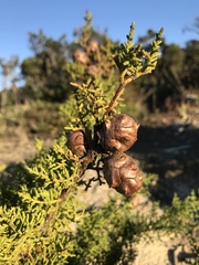 Cupressus goveniana