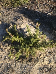Cupressus goveniana