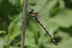Cordulegaster obliqua