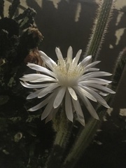 Nyctocereus