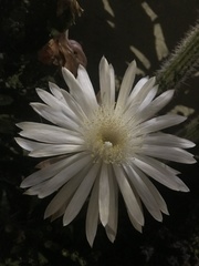 Nyctocereus