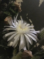 Nyctocereus