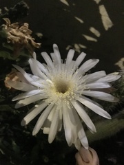 Nyctocereus