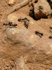 Myrmecocystus