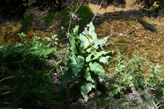 Zantedeschia aethiopica