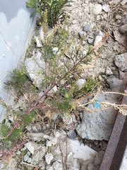 Lepidium bonariense