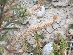 Lepidium bonariense