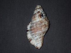 Monoplex pilearis