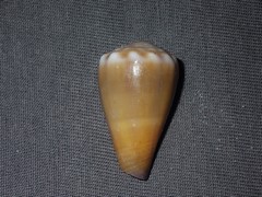 Conus sanguinolentus