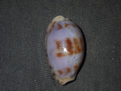 Talostolida pellucens