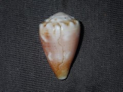 Conus miliaris