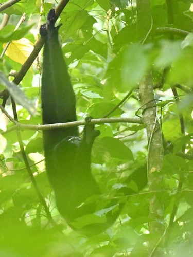 Western Hoolock Gibbon