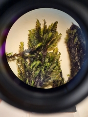 Fissidens rigidulus rigidulus