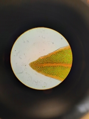 Fissidens rigidulus rigidulus