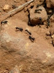 Myrmecocystus