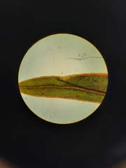 Fissidens rigidulus rigidulus