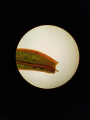 Fissidens rigidulus rigidulus