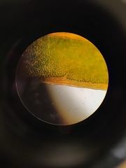 Fissidens rigidulus rigidulus