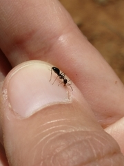 Myrmecocystus