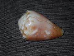 Conus miliaris