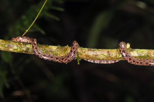 Panamanian Dwarf Boa