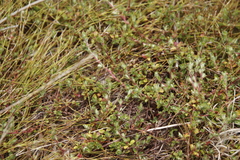 Cliffortia tricuspidata