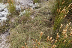 Cliffortia tricuspidata