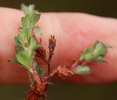 Cliffortia tricuspidata
