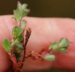 Cliffortia tricuspidata