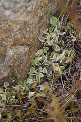 Centella flexuosa