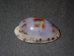 Talostolida pellucens