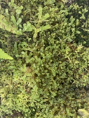Marchantia emarginata