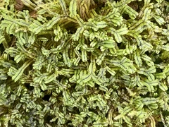 Marchantia emarginata