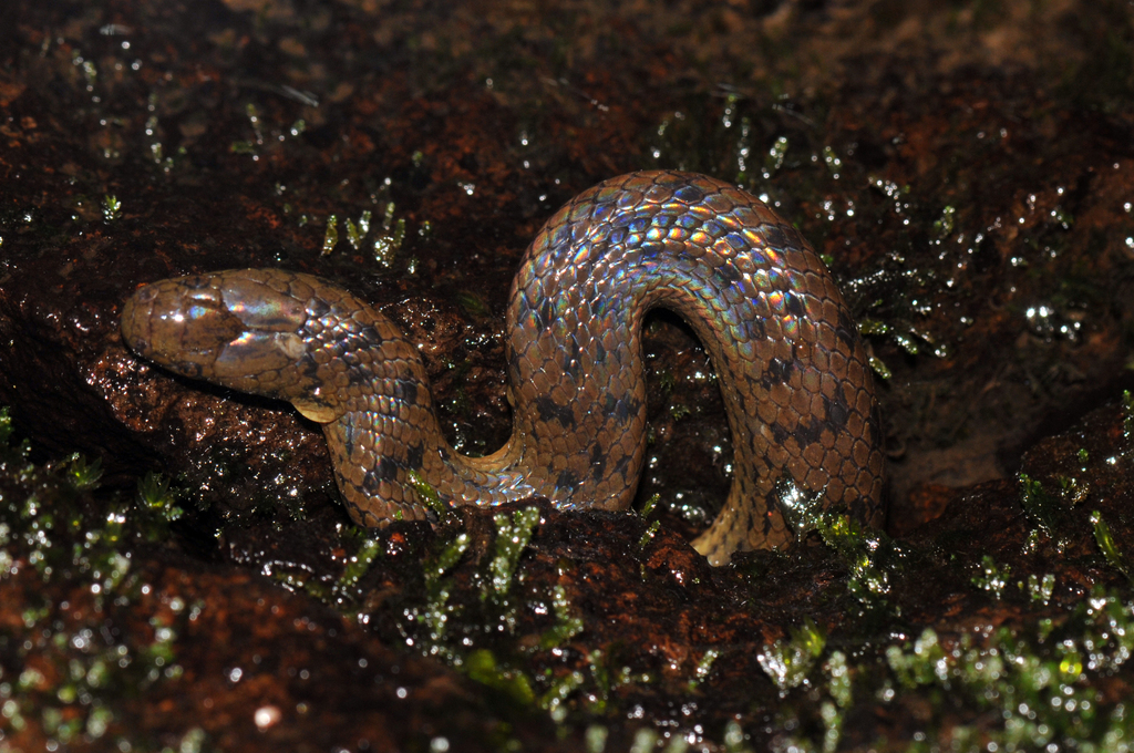 Costa Rica Water Snake