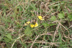 Rhynchosia caribaea