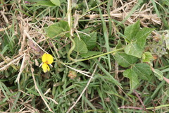 Rhynchosia caribaea
