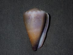 Conus sanguinolentus