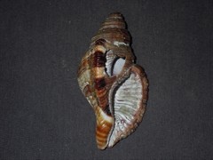 Monoplex pilearis