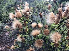 Pteronia staehelinoides