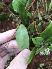 Arctostaphylos tomentosa hebeclada
