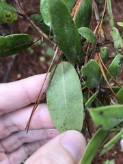 Arctostaphylos tomentosa hebeclada