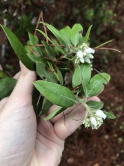Arctostaphylos tomentosa hebeclada