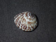 Heliacus variegatus