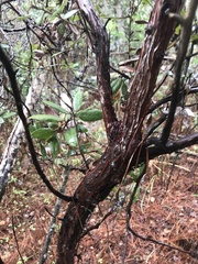 Arctostaphylos tomentosa hebeclada