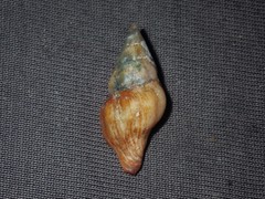 Nodopelagia brazieri