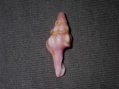 Nodopelagia brazieri