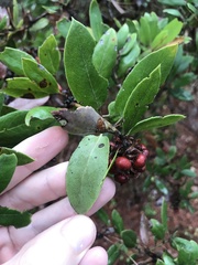 Arctostaphylos tomentosa hebeclada