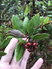 Arctostaphylos tomentosa hebeclada